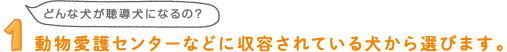 動物愛護センターなどに収容されている犬から選びます。